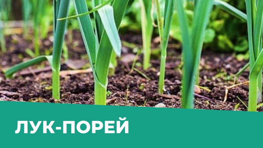 Лук латук и порей разница