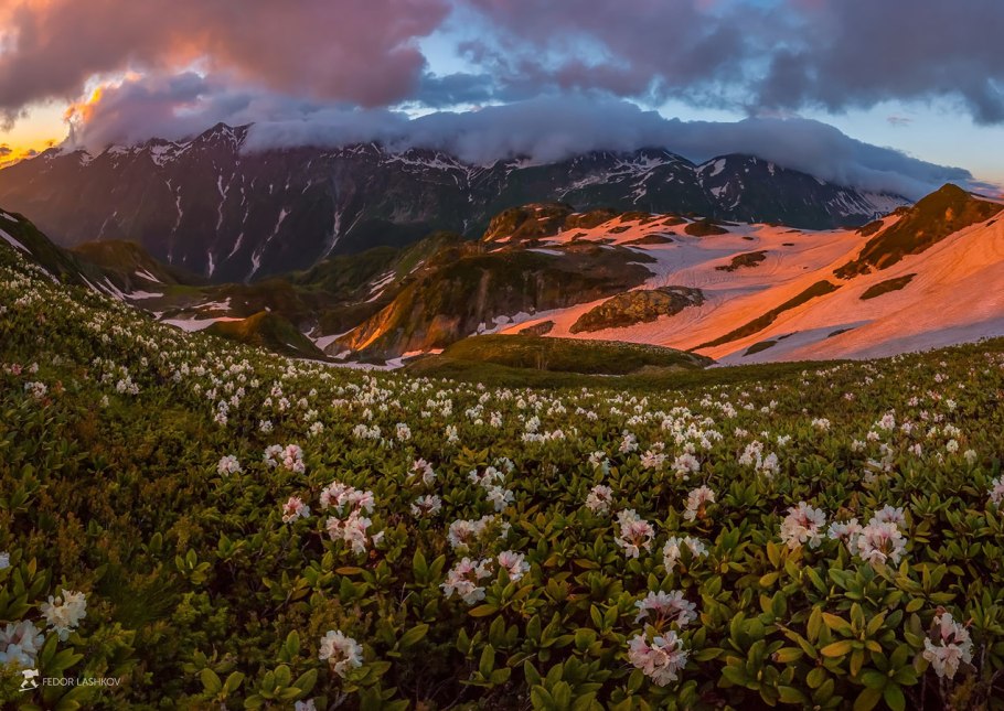 Альпийские Луга , Гагры весной