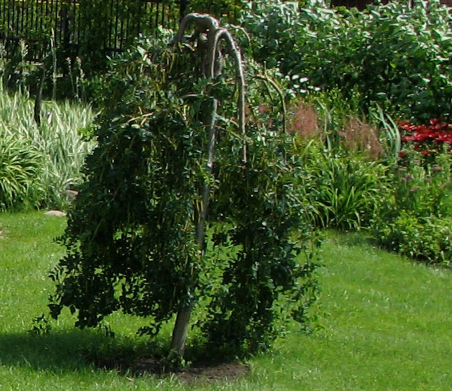 Береза повислая Юнги Betula pendula Youngii