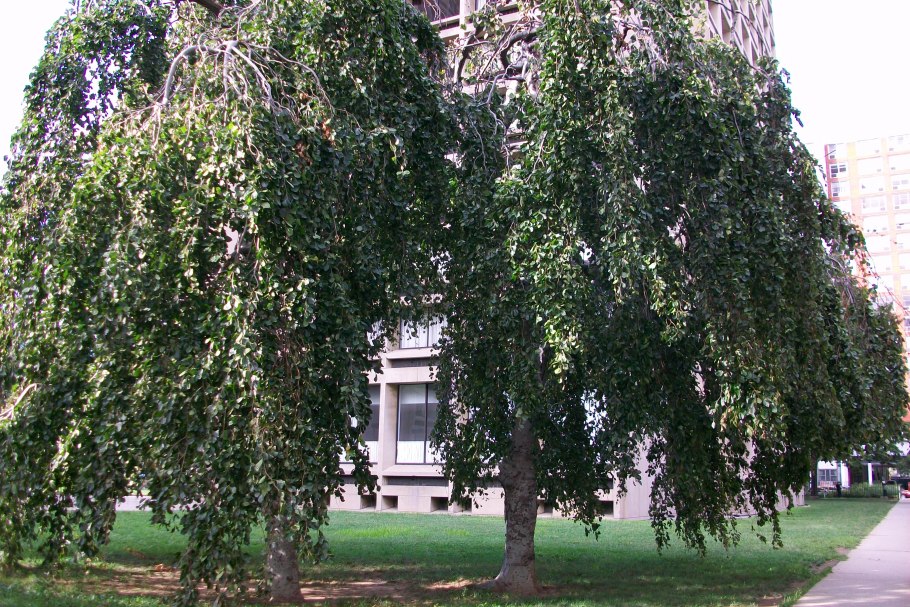 Шелковица плакучая на штамбе