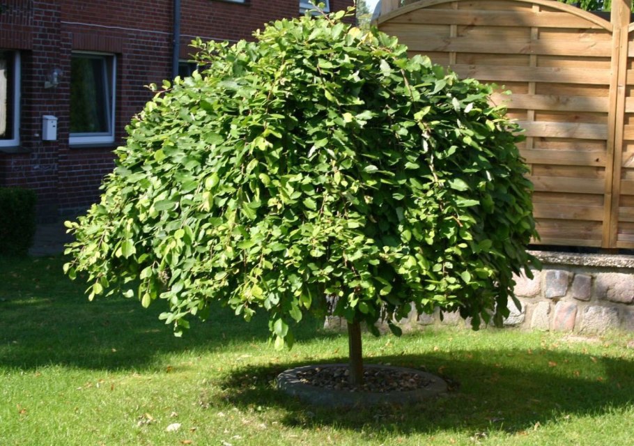 Береза повислая (бородавчатая)