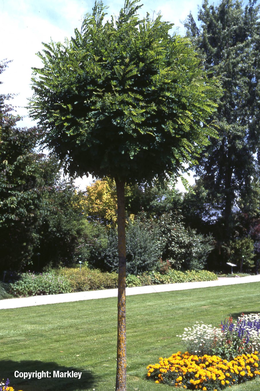 Ива Козья Пендула