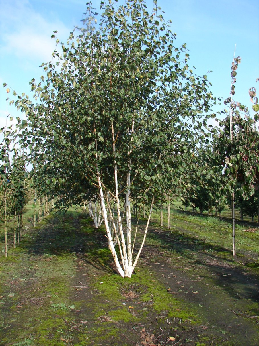 Береза повислая Юнги Betula pendula Youngii