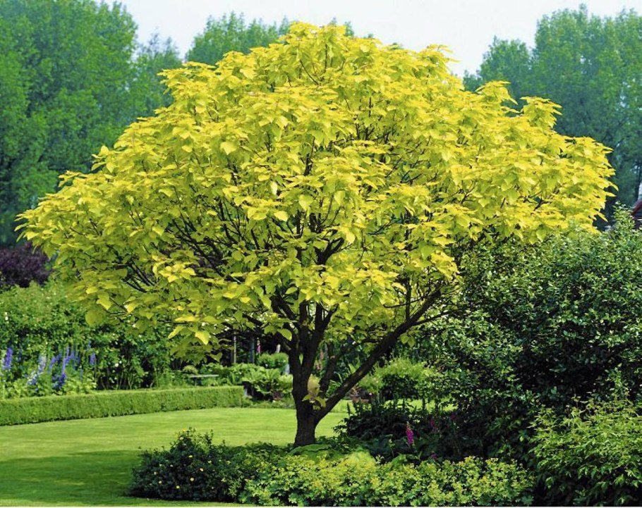 Fagus sylvatica Пендула