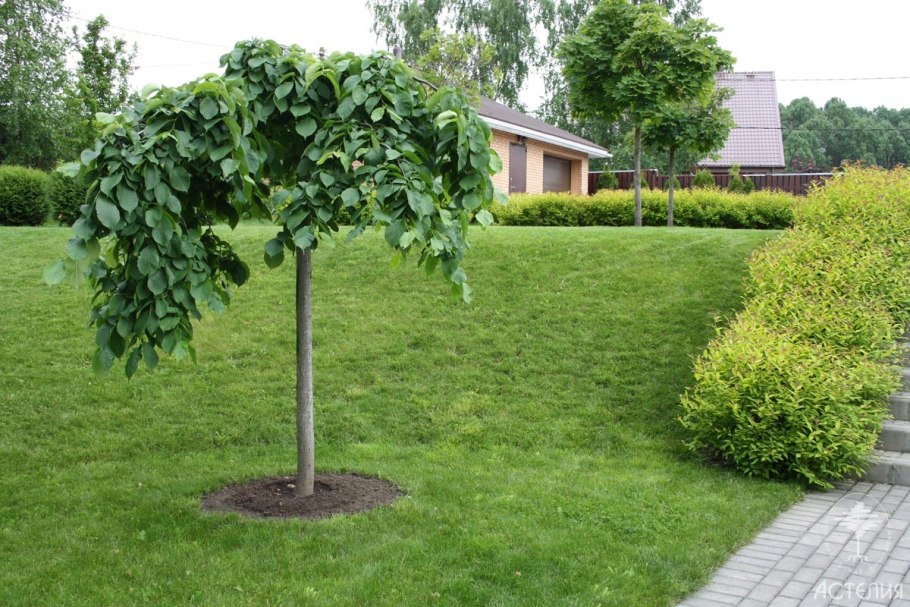 Орех маньчжурский (Juglans mandshurica)