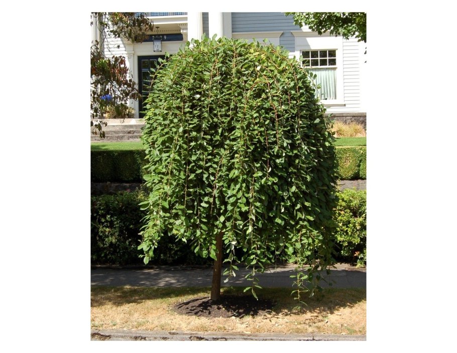 Вишня Пендула