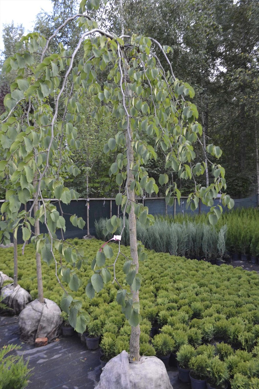 Ясень обыкновенный pendula