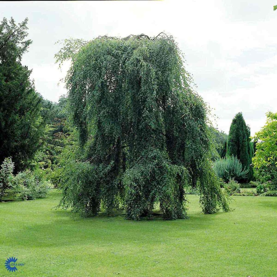 Alnus incana 'pendula'