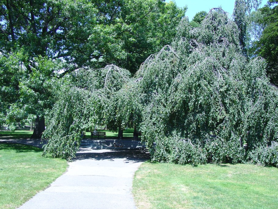 Шелковица белая (Morus Alba "pendula")