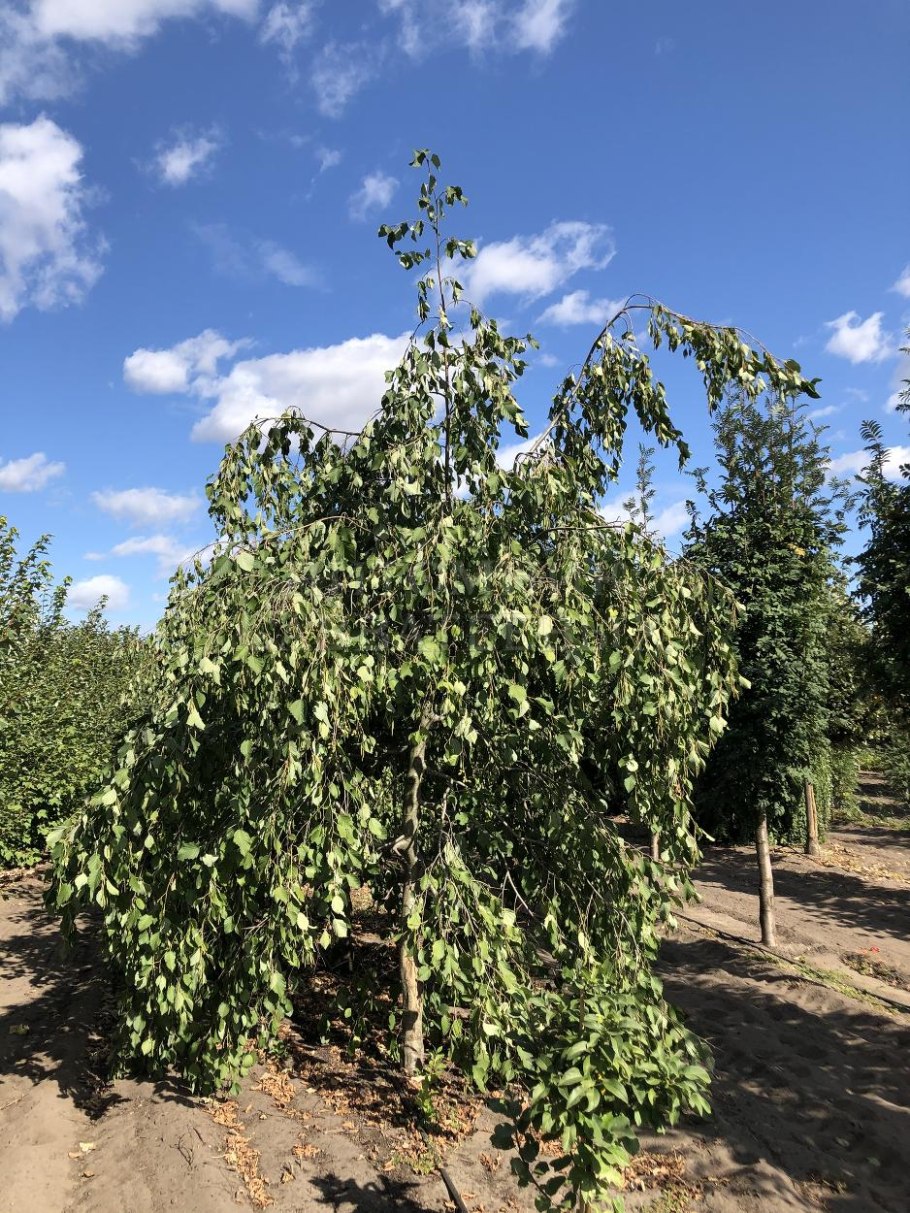 Лещина Ауреа