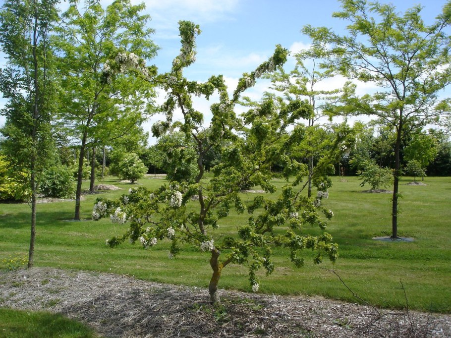 Ива Козья Пендула Килмарнок