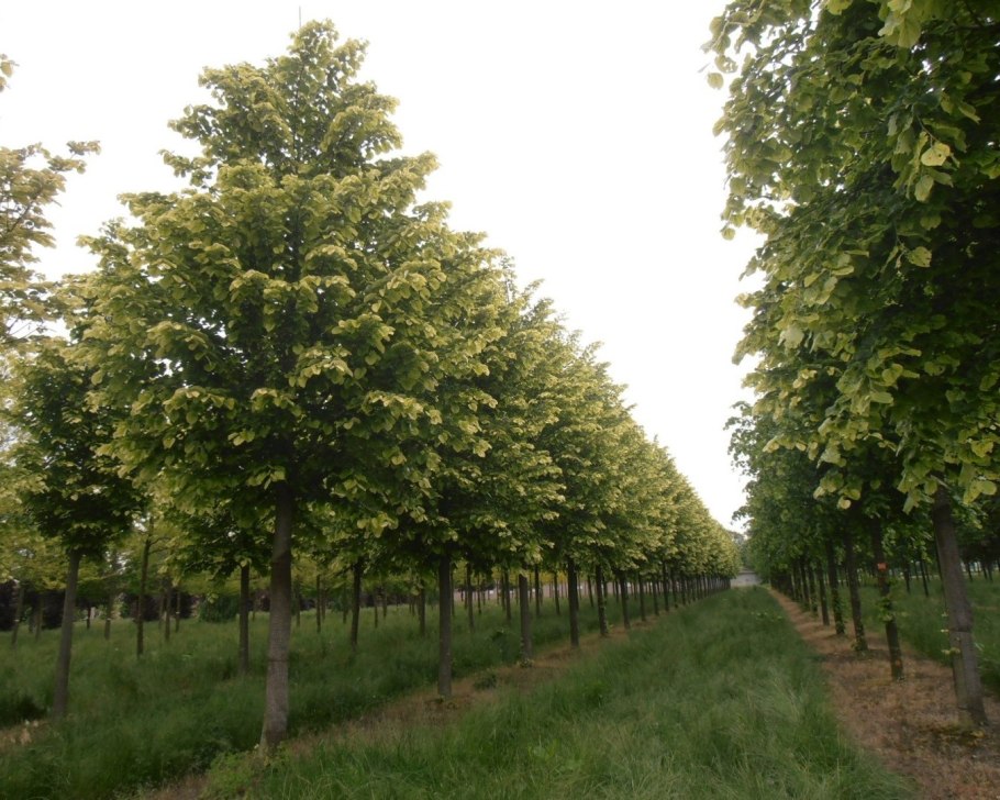 Ольха серая Aurea