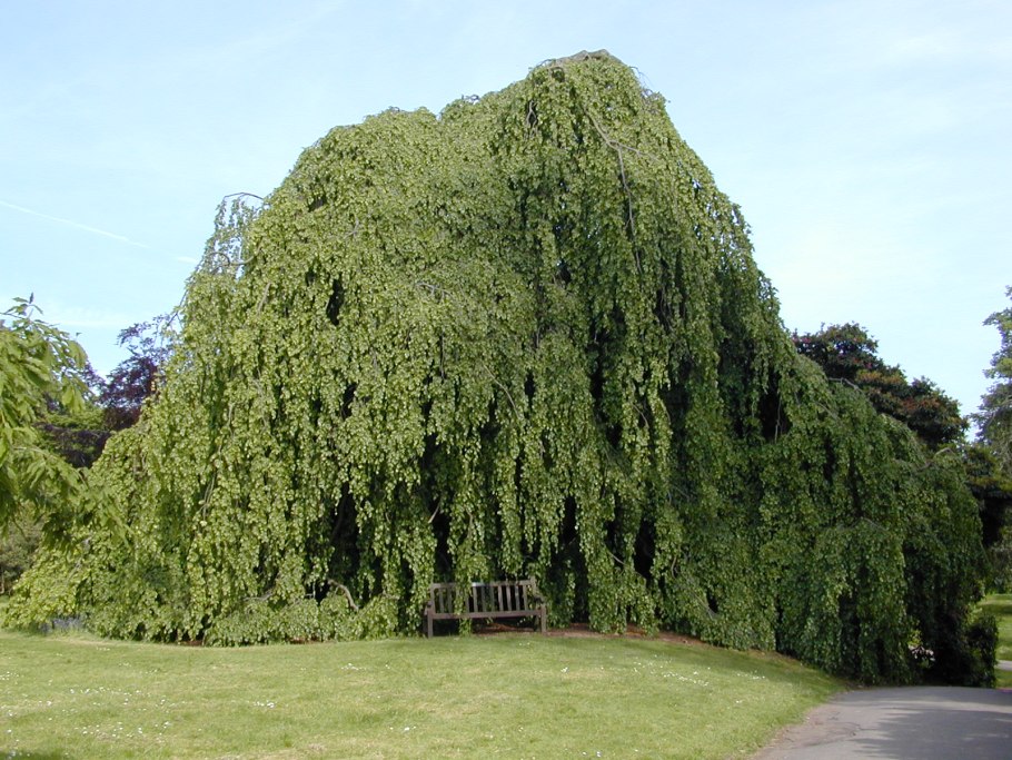 Липа мелколистная ствол