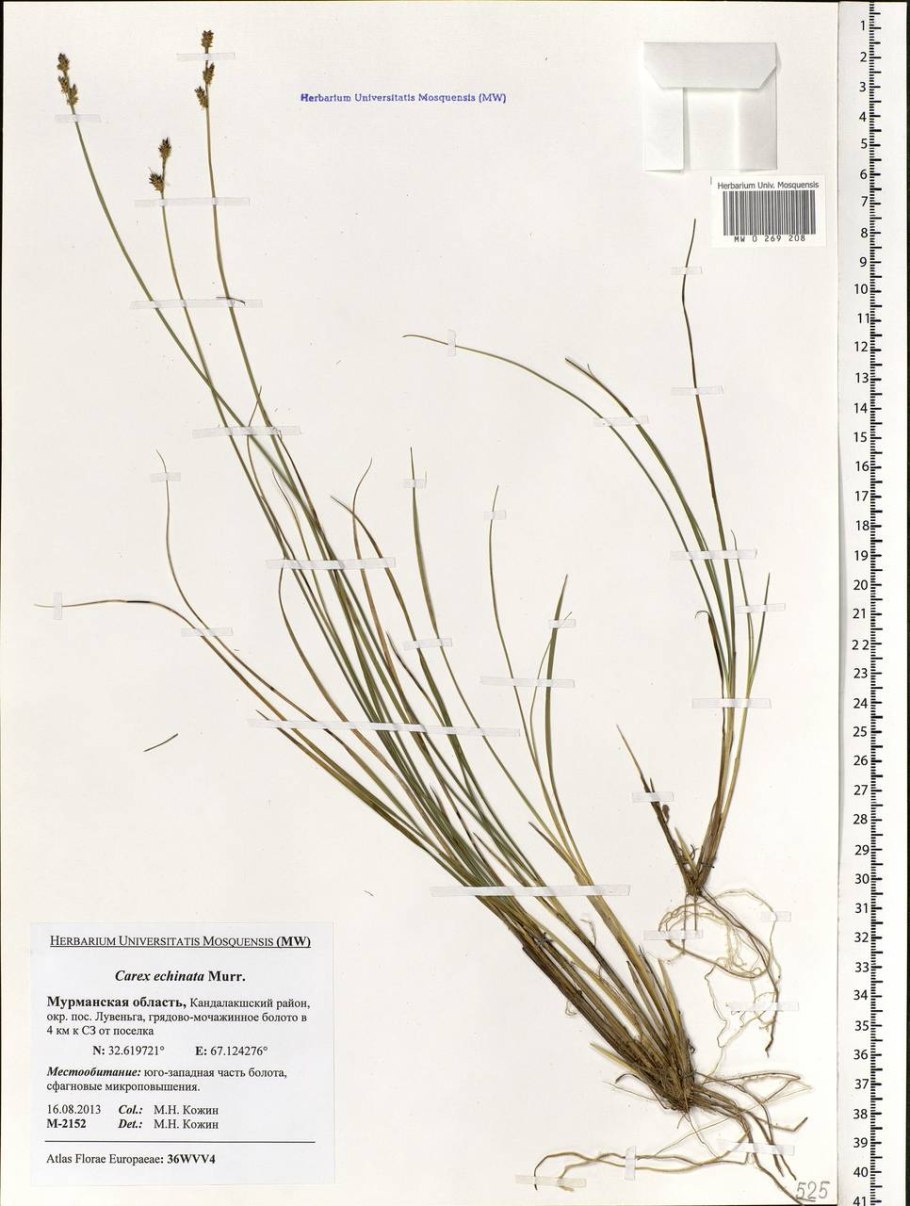 Высокая сухая трава