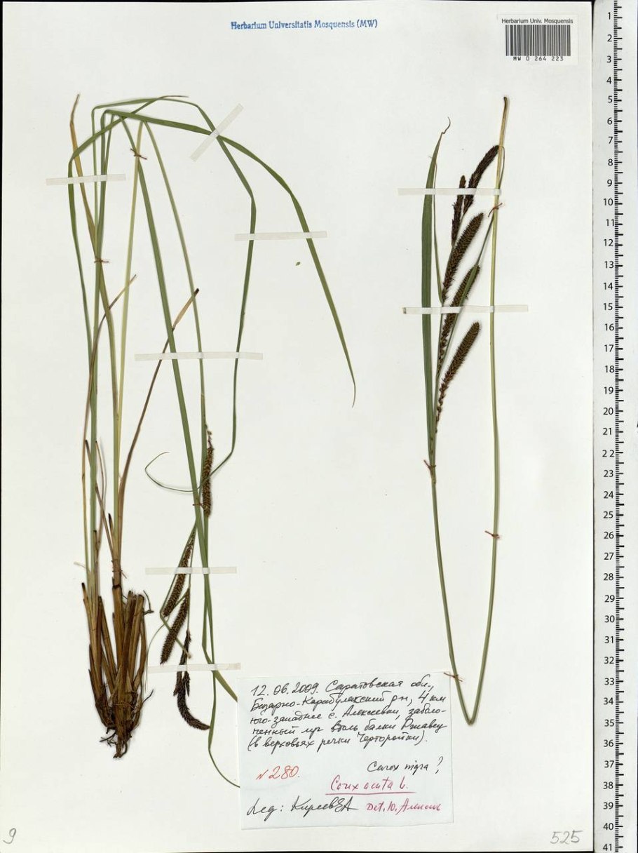 Осока Милк Чоколэйт