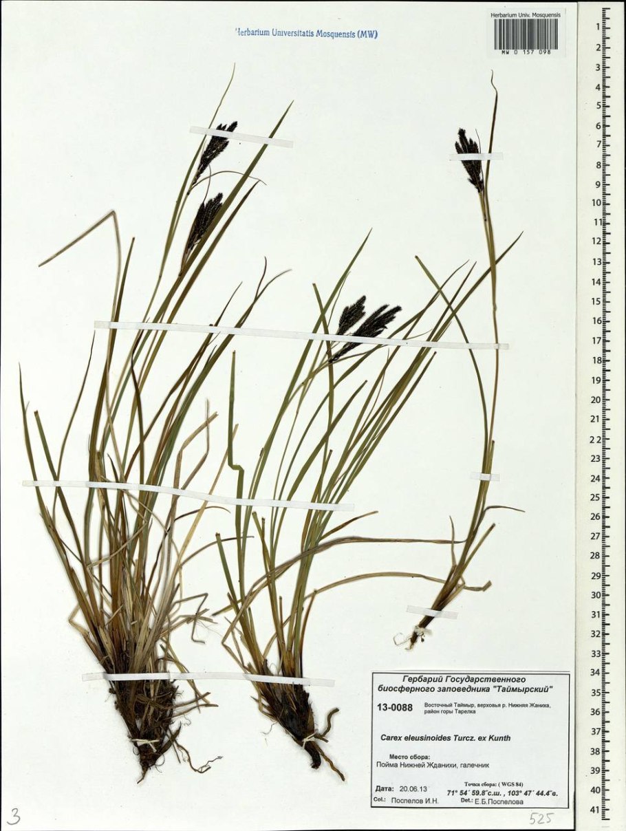 Carex pallida
