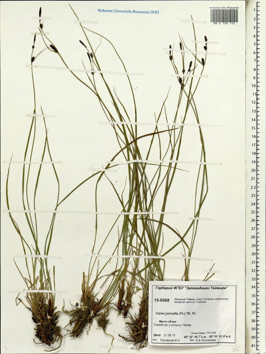 Внизу под ноггами шкрать скхие,,,,,