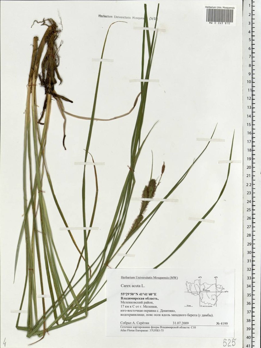 Carex nigra депозитарий