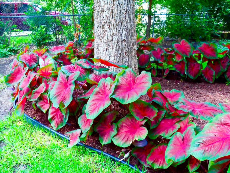 Каладиум Келли цветок