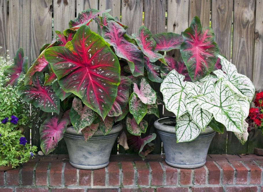 Caladium Summer Pink