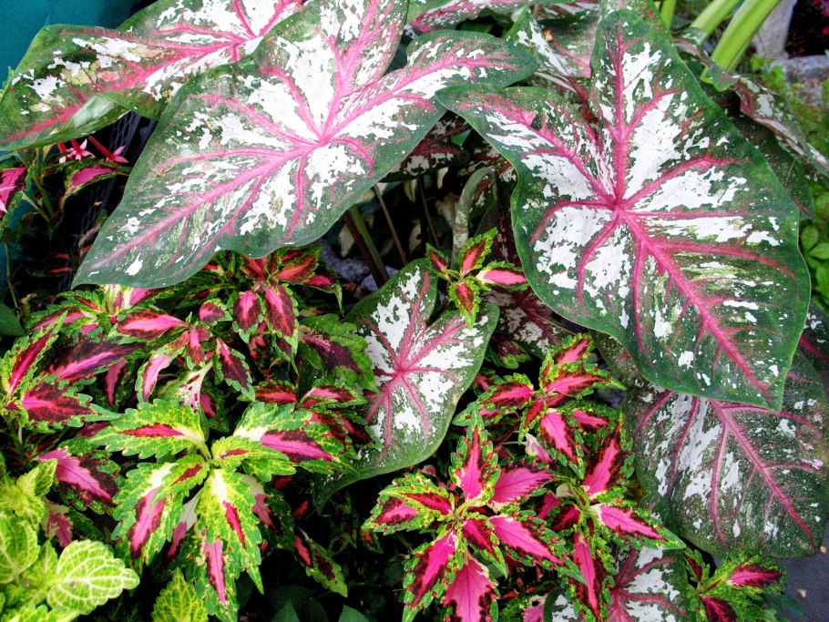 Caladium seguinum