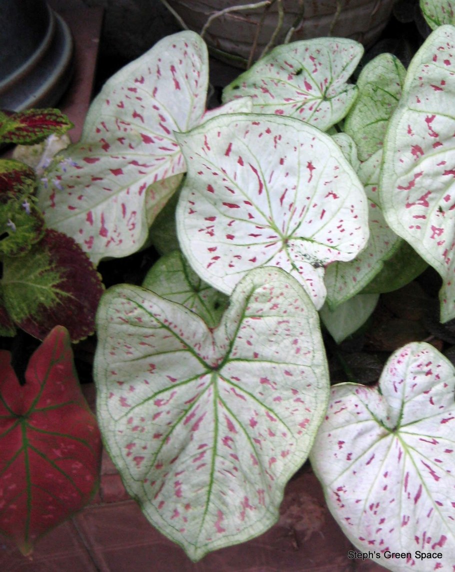 Каладиум Шомбурга