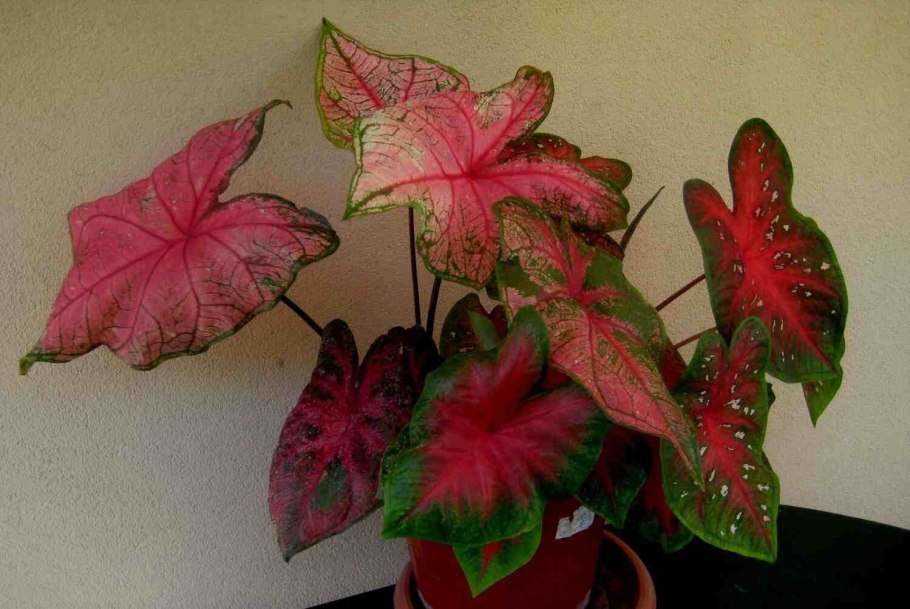 Каладиум цветок комнатный