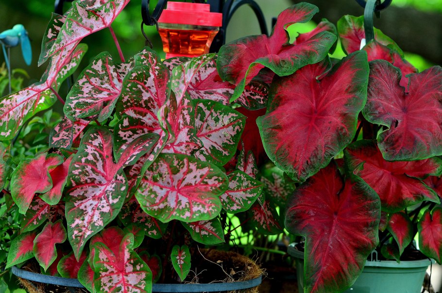 Каладиум Флорида свитхарт