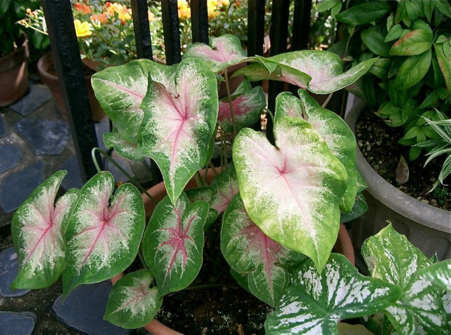 Каладиум Red Ruffles