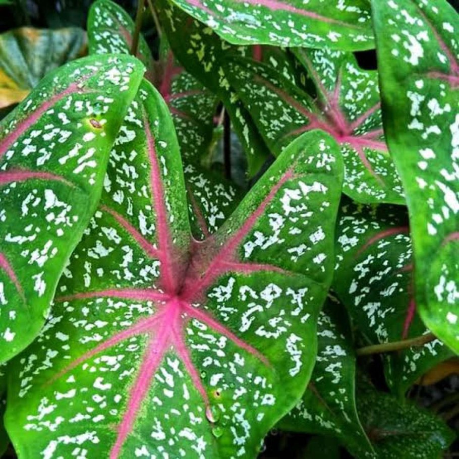 Caladium seguinum растение