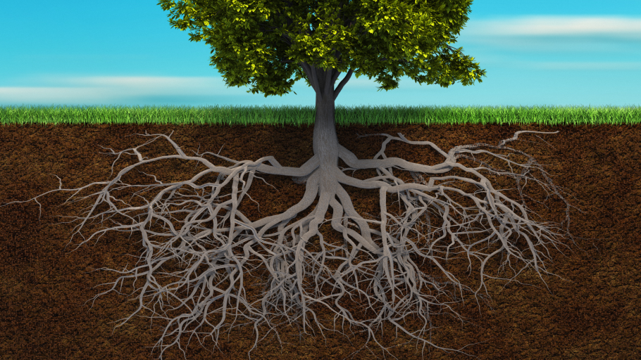 Дуб черешчатый корневая система