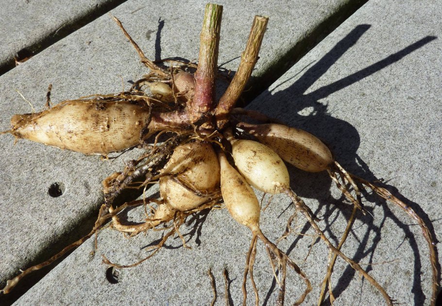 Фузариоз георгин клубни