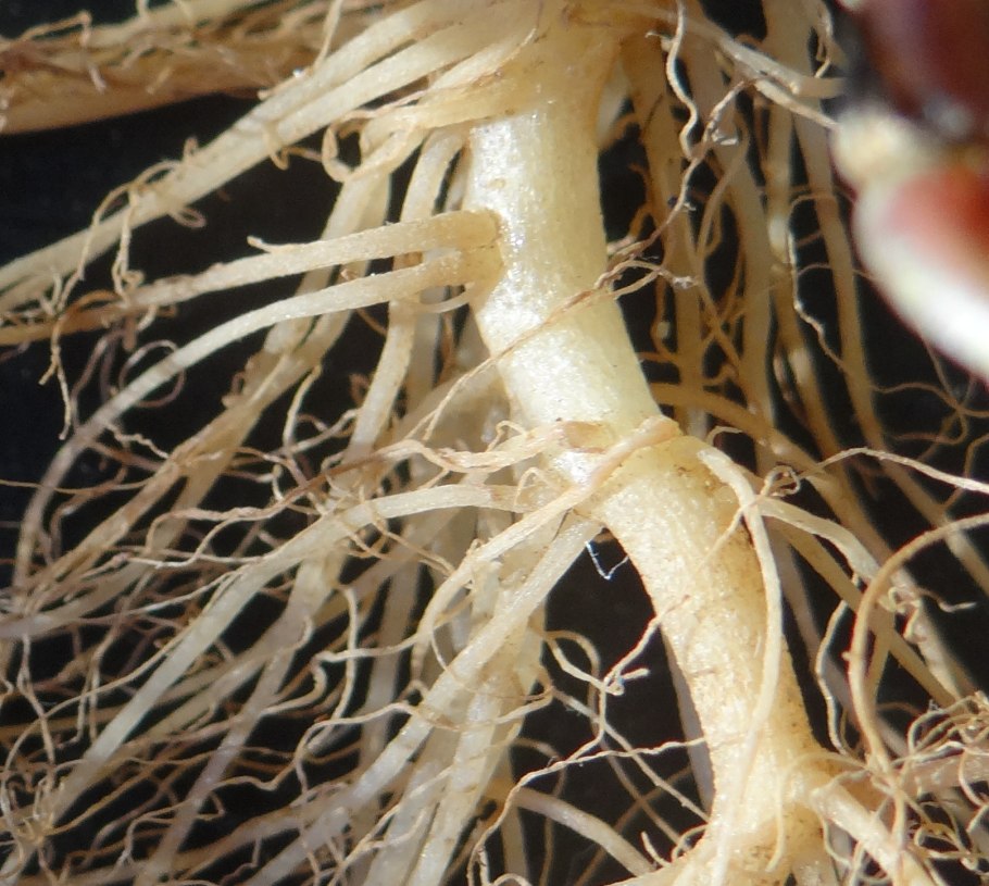 Корешок растения