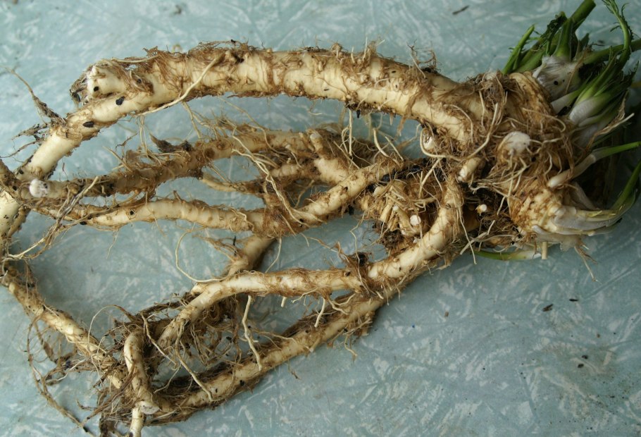 Хрен растение корень