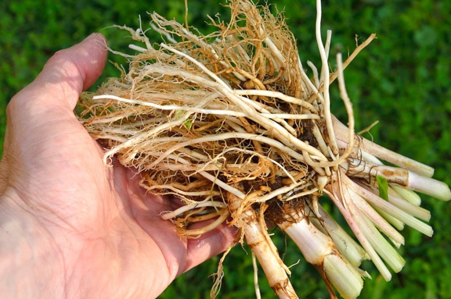 Корневища валерианы