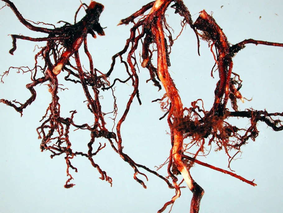 Фитофтороз корневой шейки