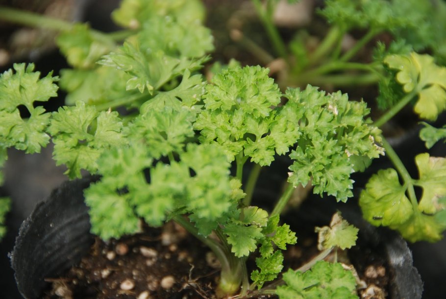 Петрушка корень цена за 1 кг