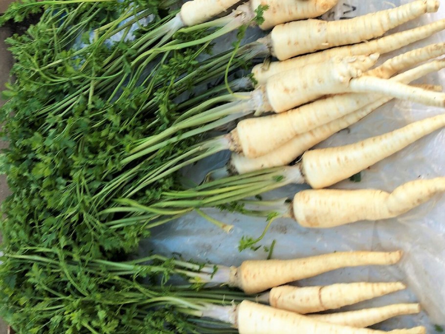 Пастернак петрушка