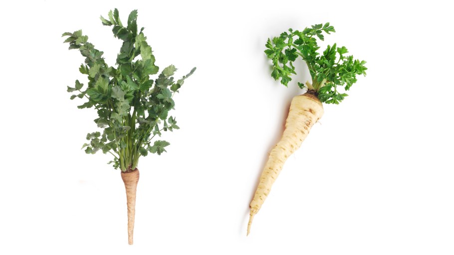 Петрушка корневая семена