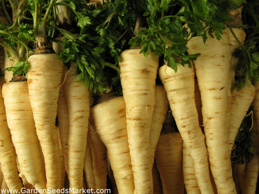 Петрушка Агрос обыкновенная листовая