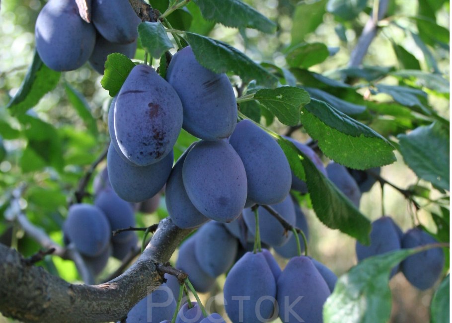 Слива сорт венгерка Пулковская