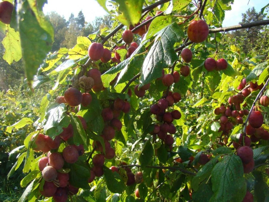 Слива сорт венгерка