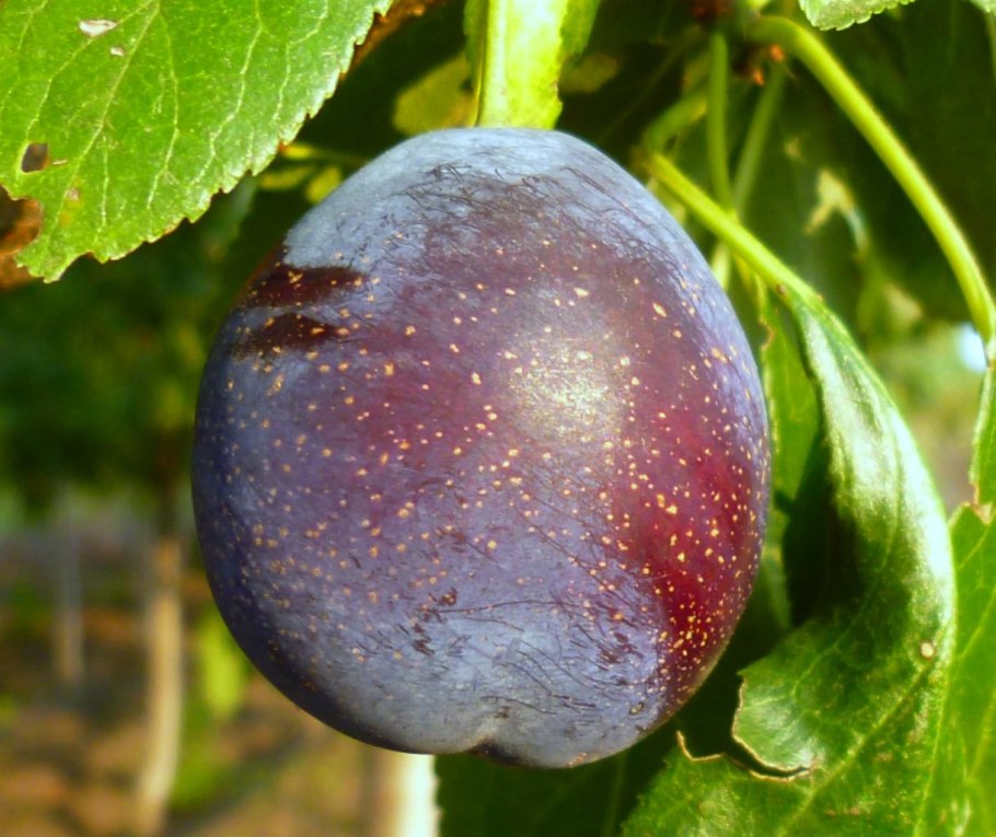 Алыча Окская