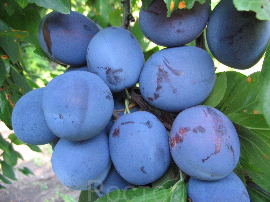 Слива Чачакская Лепотика