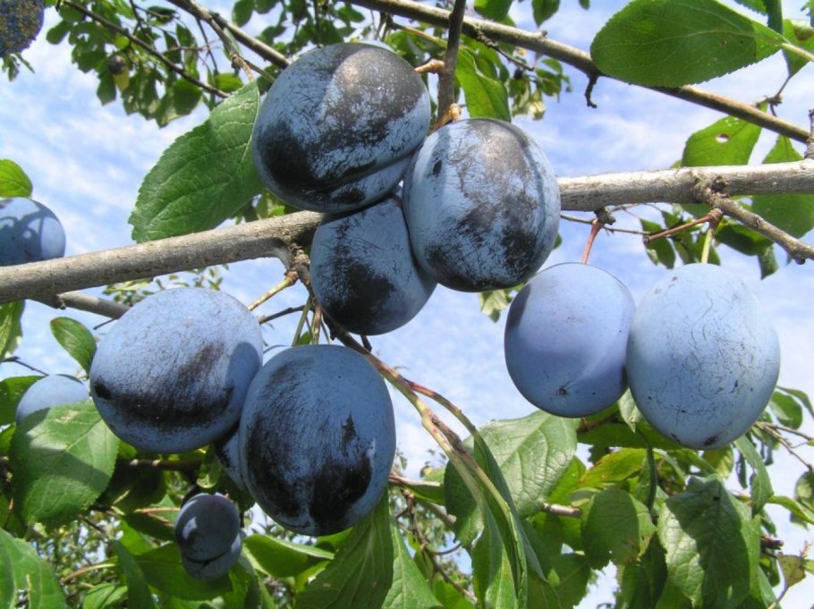 Слива Ренклод Куйбышевский