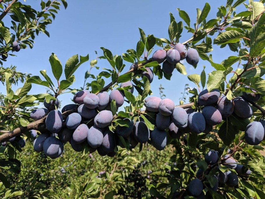 Сорт сливы Гросса де Фелисио