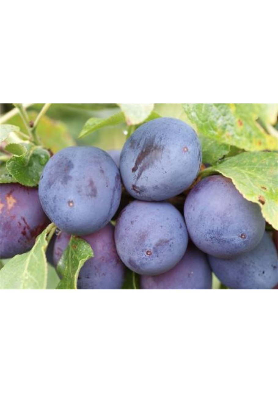 Слива Ренклод Тамбовский