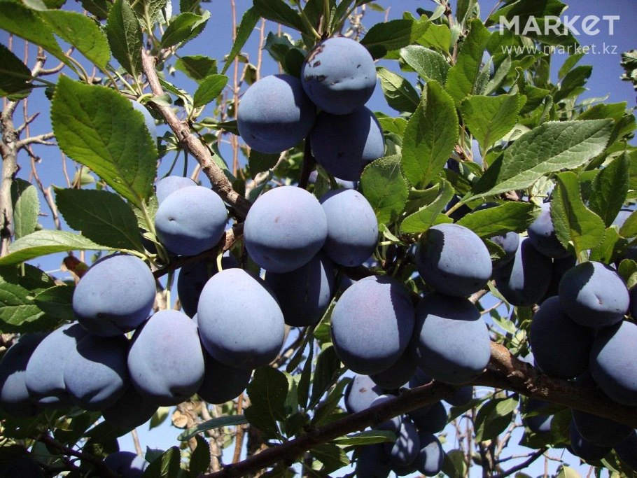 Слива Анна Шпет