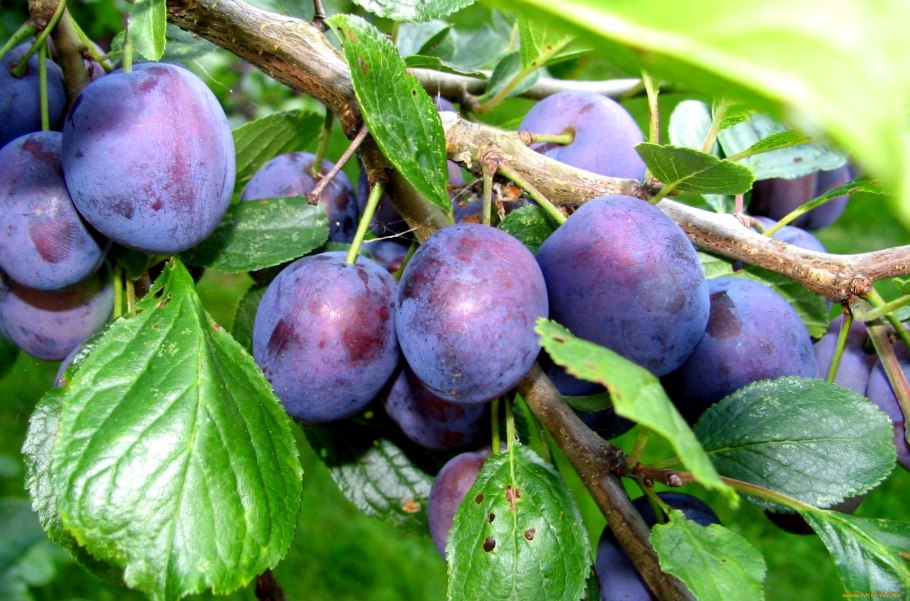 Слива угорка и венгерка