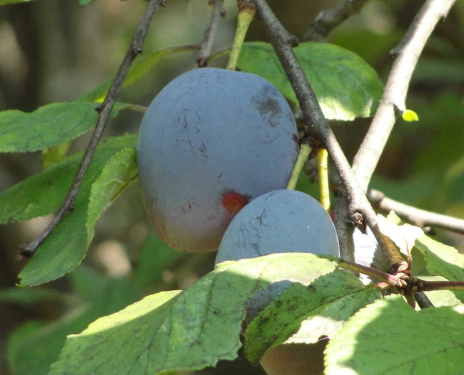 Слива венгерка Дубовская